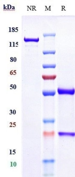 Invitrogen CD40 Biosimilar Recombinant Monoclonal Antibody 1 mg; Unconjugated:Antibodies,