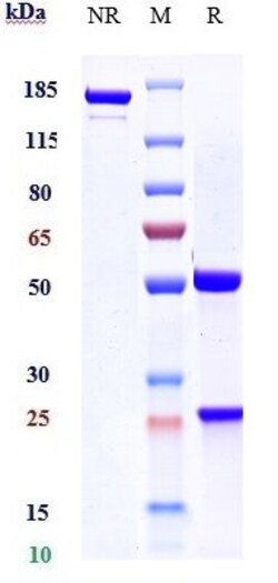 Invitrogen Litifilimab Recombinant Monoclonal Antibody 1 mg; Unconjugated:Antibodies,