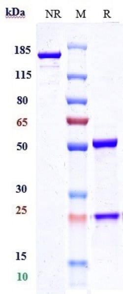 Invitrogen CLEC4C Biosimilar Recombinant Monoclonal Antibody:Antibodies:Primary