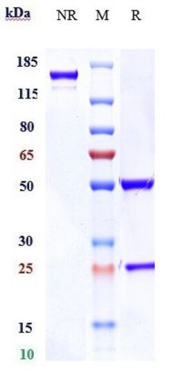 Invitrogen Enapotamab Recombinant Monoclonal Antibody:Antibodies:Primary
