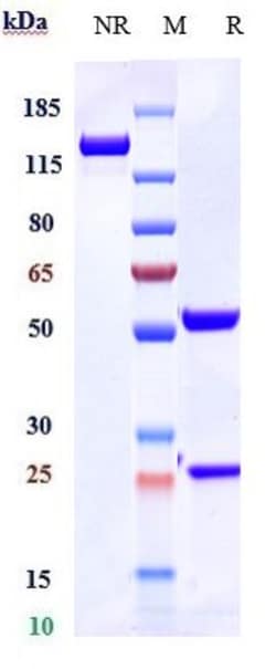 Invitrogen Ravulizumab Recombinant Monoclonal Antibody 1 mg; Unconjugated:Antibodies,