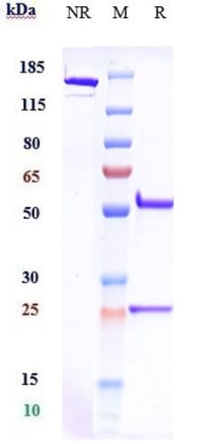 Invitrogen Emactuzumab Recombinant Monoclonal Antibody:Anticorps:Anticorps