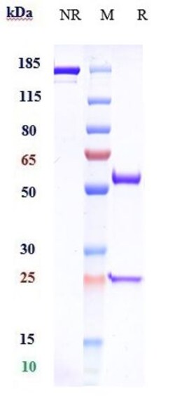 Invitrogen Gimsilumab Recombinant Monoclonal Antibody:Antibodies:Primary