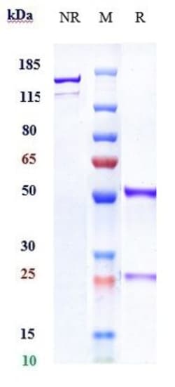 Invitrogen Nurulimab Recombinant Monoclonal Antibody:Antibodies:Primary