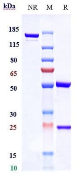 Invitrogen Tremelimumab Recombinant Monoclonal Antibody 100 &mu;g; Unconjugated:Antibodies,
