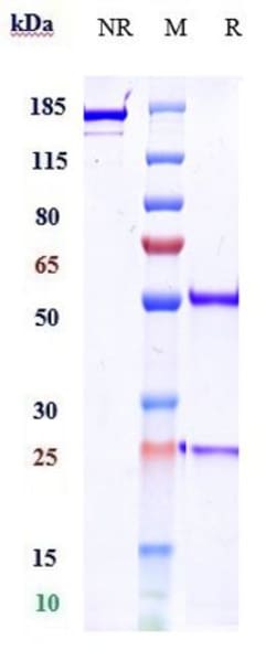 Invitrogen Zalifrelimab Recombinant Monoclonal Antibody 100 &mu;g:Antikörper