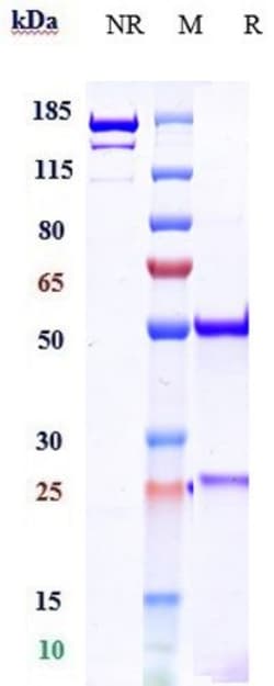 Invitrogen IL-17A Biosimilar Recombinant Monoclonal Antibody 1 mg; Unconjugated:Antibodies,