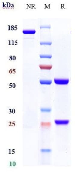 Invitrogen Ixekizumab Recombinant Monoclonal Antibody 1 mg; Unconjugated:Antibodies,