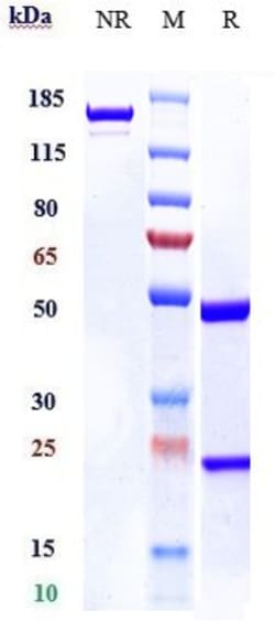 Invitrogen Netakimab Recombinant Monoclonal Antibody 100 &mu;g; Unconjugated:Antibodies,