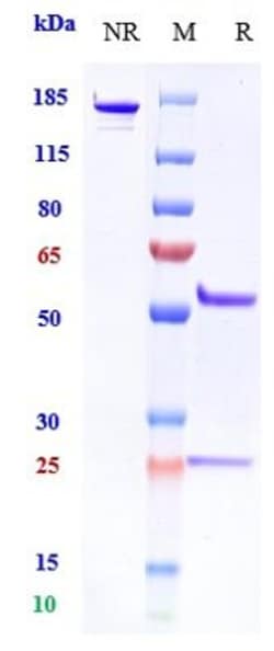 Invitrogen CXCL12 Biosimilar Recombinant Monoclonal Antibody:Antibodies:Primary