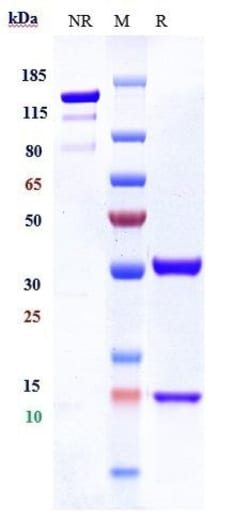 Invitrogen IL-8 Biosimilar Recombinant Monoclonal Antibody:Antibodies:Primary