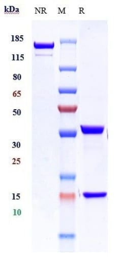 Invitrogen CD50 (ICAM3) Biosimilar Recombinant Monoclonal Antibody 100