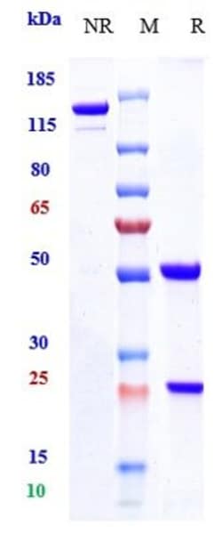 Invitrogen Frovocimab Recombinant Monoclonal Antibody 1 mg; Unconjugated:Antibodies,