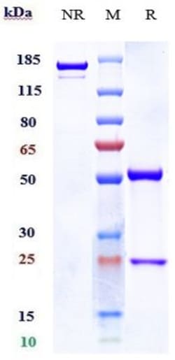 Invitrogen NOTCH3 Biosimilar Recombinant Monoclonal Antibody 1 mg; Unconjugated:Antibodies,