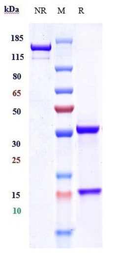 Invitrogen Adecatumumab Recombinant Monoclonal Antibody 100 &mu;g; Unconjugated:Antibodies,