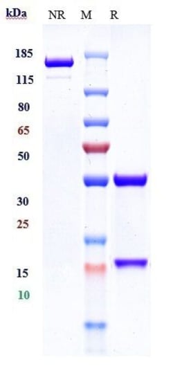 Invitrogen Geptanolimab Recombinant Monoclonal Antibody 100 &mu;g; Unconjugated:Antibodies,