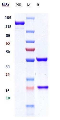Invitrogen Gevokizumab Recombinant Monoclonal Antibody 1 mg:Anticorps,