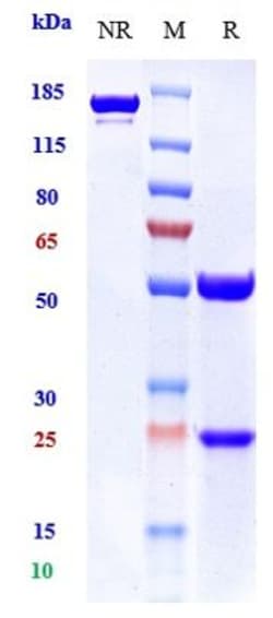 Invitrogen Giloralimab Recombinant Monoclonal Antibody:Antibodies:Primary