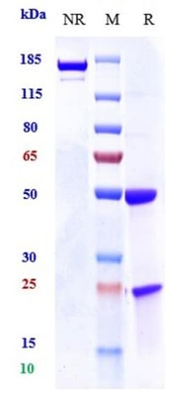 Invitrogen EGFR Biosimilar Recombinant Monoclonal Antibody:Antibodies:Primary