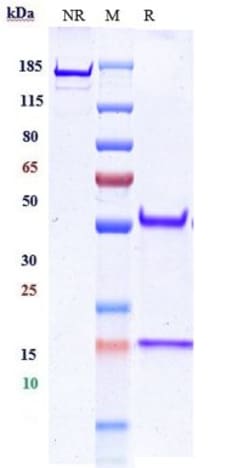 Invitrogen EGFR Biosimilar Recombinant Monoclonal Antibody 100 &mu;g; Unconjugated:Antibodies,
