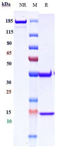 Invitrogen Demupitamab Recombinant Monoclonal Antibody 1 mg; Unconjugated:Antibodies,