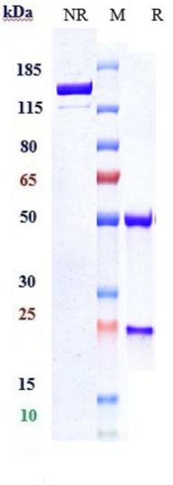 Invitrogen Depatuxizumab Recombinant Monoclonal Antibody 100 &mu;g:Antibodies,