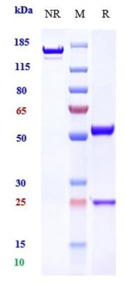 Invitrogen EGFR Biosimilar Recombinant Monoclonal Antibody 1 mg; Unconjugated:Antibodies,