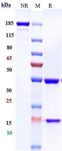 Invitrogen Laprituximab Recombinant Monoclonal Antibody:Antibodies:Primary