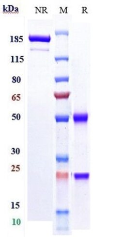 Invitrogen Necitumumab Recombinant Monoclonal Antibody 1 mg:Antibodies,