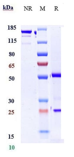 Invitrogen Golimumab Recombinant Monoclonal Antibody 100 &mu;g, Unconjugated:Antibodies,