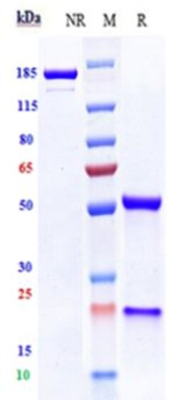 Invitrogen FLK1 (VEGF Receptor 2) Biosimilar Recombinant Monoclonal Antibody