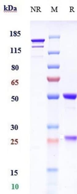 Invitrogen Abelacimab Recombinant Monoclonal Antibody 100 &mu;g, Unconjugated:Antibodies,