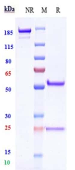 Invitrogen TSPAN8 Biosimilar Recombinant Monoclonal Antibody 100 &mu;g;