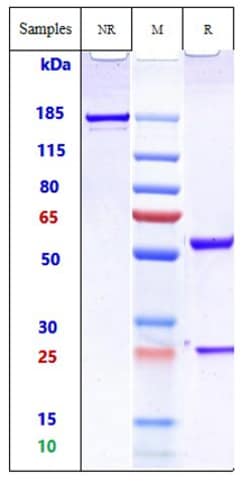 Invitrogen Iparomlimab Recombinant Monoclonal Antibody:Antibodies:Primary