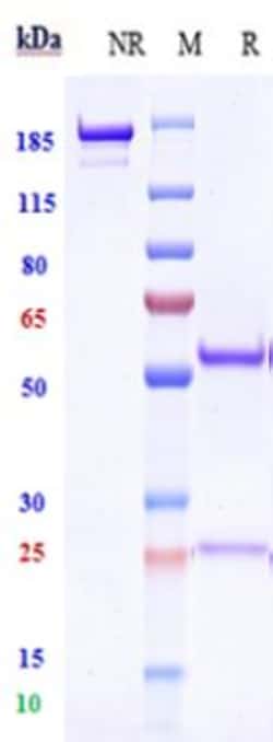 Invitrogen Ivuxolimab Recombinant Monoclonal Antibody:Antibodies:Primary