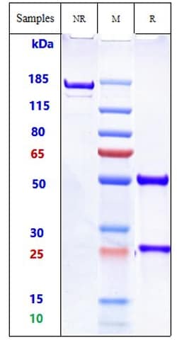 Invitrogen Dinutuximab Recombinant Monoclonal Antibody 100 &mu;g; Unconjugated:Antibodies,