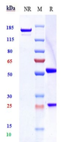 Invitrogen Latozinemab Recombinant Monoclonal Antibody:Antibodies:Primary