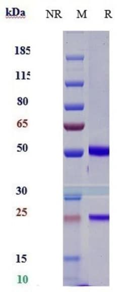 Invitrogen Lemzoparlimab Recombinant Monoclonal Antibody 100 &mu;g, Unconjugated:Anticorps,