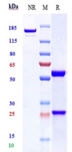 Invitrogen Lilotomab Recombinant Monoclonal Antibody 1 mg; Unconjugated:Antibodies,