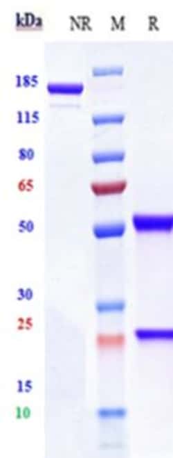 Invitrogen Lonigutamab Recombinant Monoclonal Antibody 1 mg; Unconjugated:Antibodies,