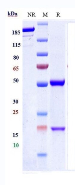Invitrogen HAMP Biosimilar Recombinant Monoclonal Antibody 100 &mu;g, Unconjugated:Antibodies,