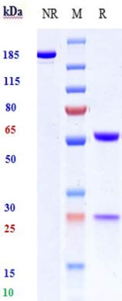 Invitrogen HAMP Biosimilar Recombinant Monoclonal Antibody 1 mg:Antibodies,