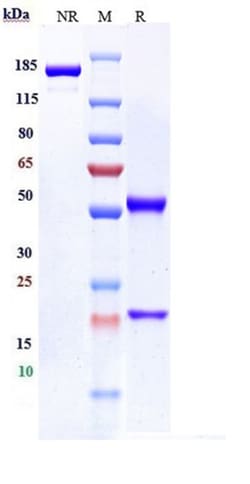 Invitrogen Mirzotamab Recombinant Monoclonal Antibody:Antibodies:Primary
