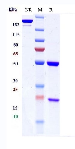 Invitrogen Modotuximab Recombinant Monoclonal Antibody 1 mg:Antibodies,
