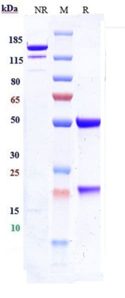 Invitrogen Bersanlimab Recombinant Monoclonal Antibody 100 &mu;g:Antikörper
