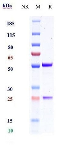 Invitrogen IFN gamma Biosimilar Recombinant Monoclonal Antibody 1 mg; Unconjugated:Antibodies,