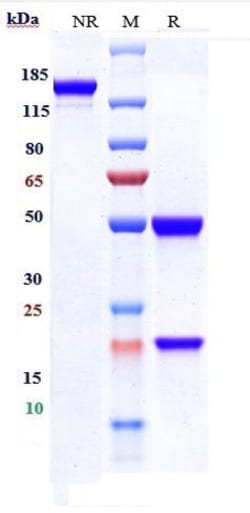 Invitrogen Emapalumab Recombinant Monoclonal Antibody 100 &mu;g; Unconjugated:Antibodies,