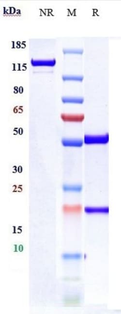 Invitrogen Mupadolimab Recombinant Monoclonal Antibody 1 mg; Unconjugated:Antibodies,