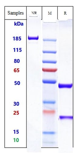 Invitrogen Talizumab Recombinant Monoclonal Antibody 1 mg; Unconjugated:Antikörper