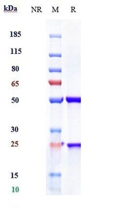 Invitrogen Mesothelin Biosimilar Recombinant Monoclonal Antibody 1 mg;